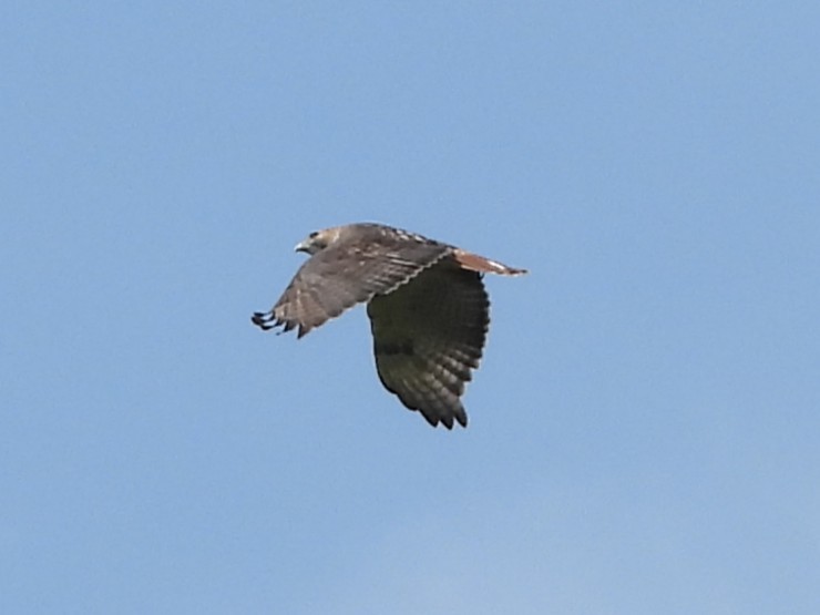 Red-tailed Hawk - ML642379001
