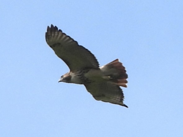 Red-tailed Hawk - ML642379003