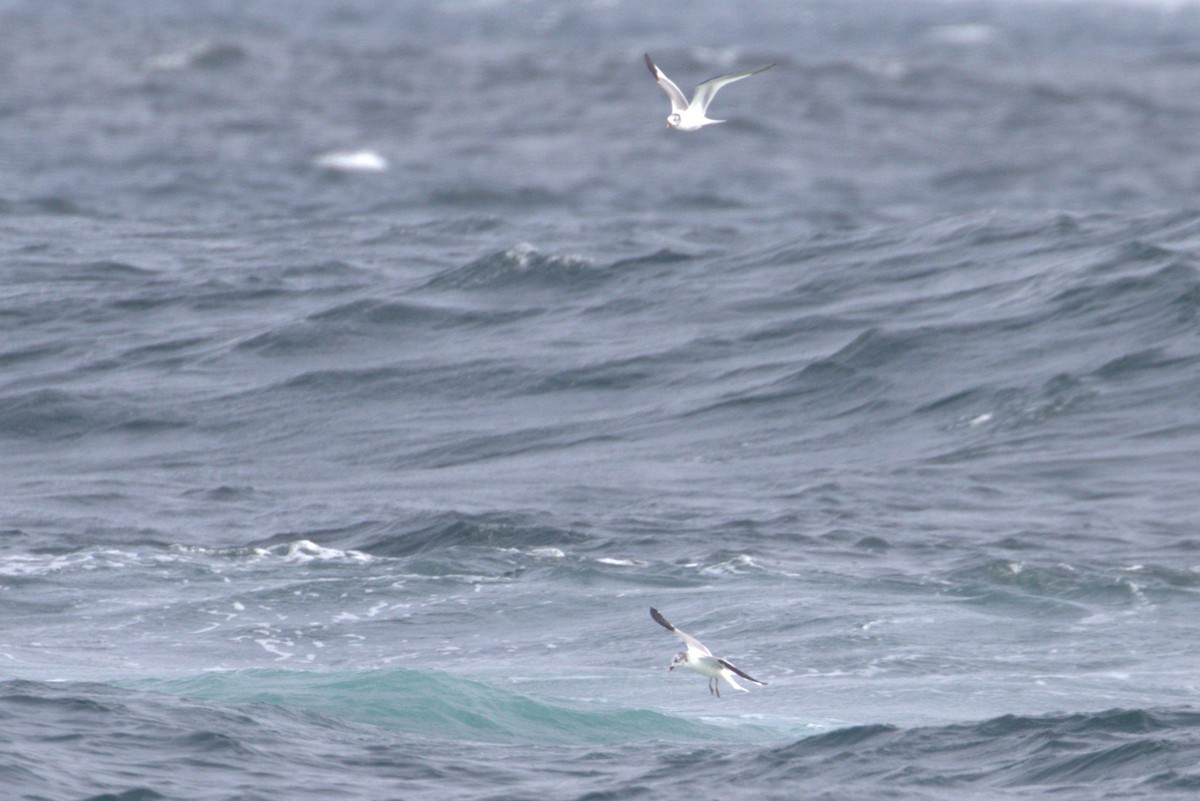 Sabine's Gull - ML642379004