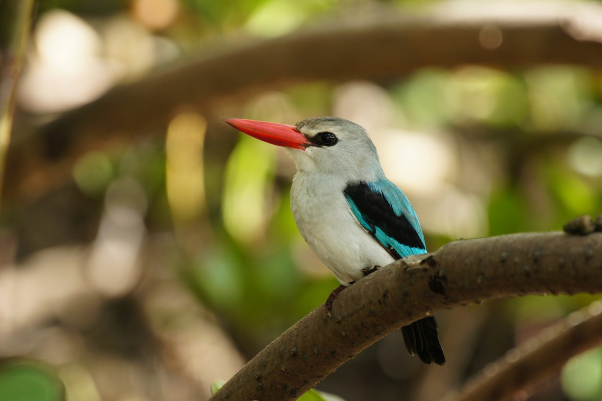Mangrove Kingfisher - ML642379005