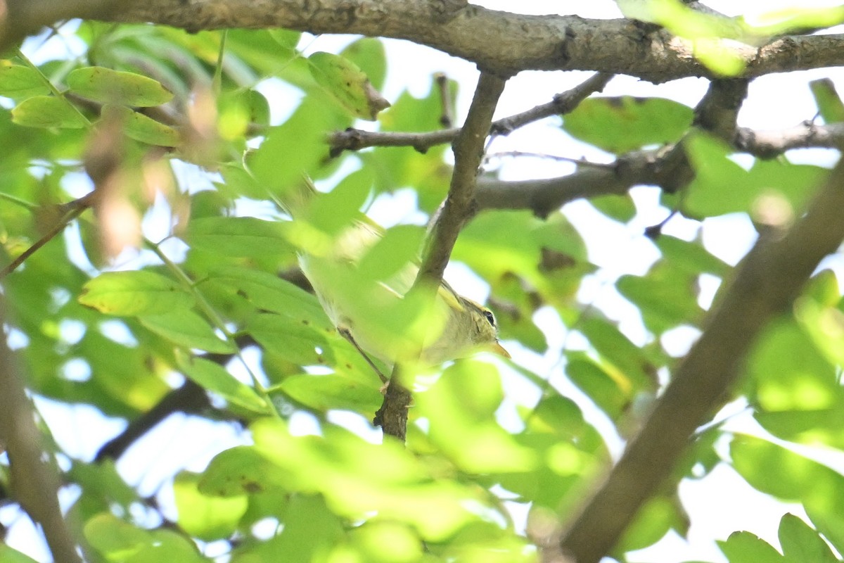 Eastern Crowned Warbler - ML642379006