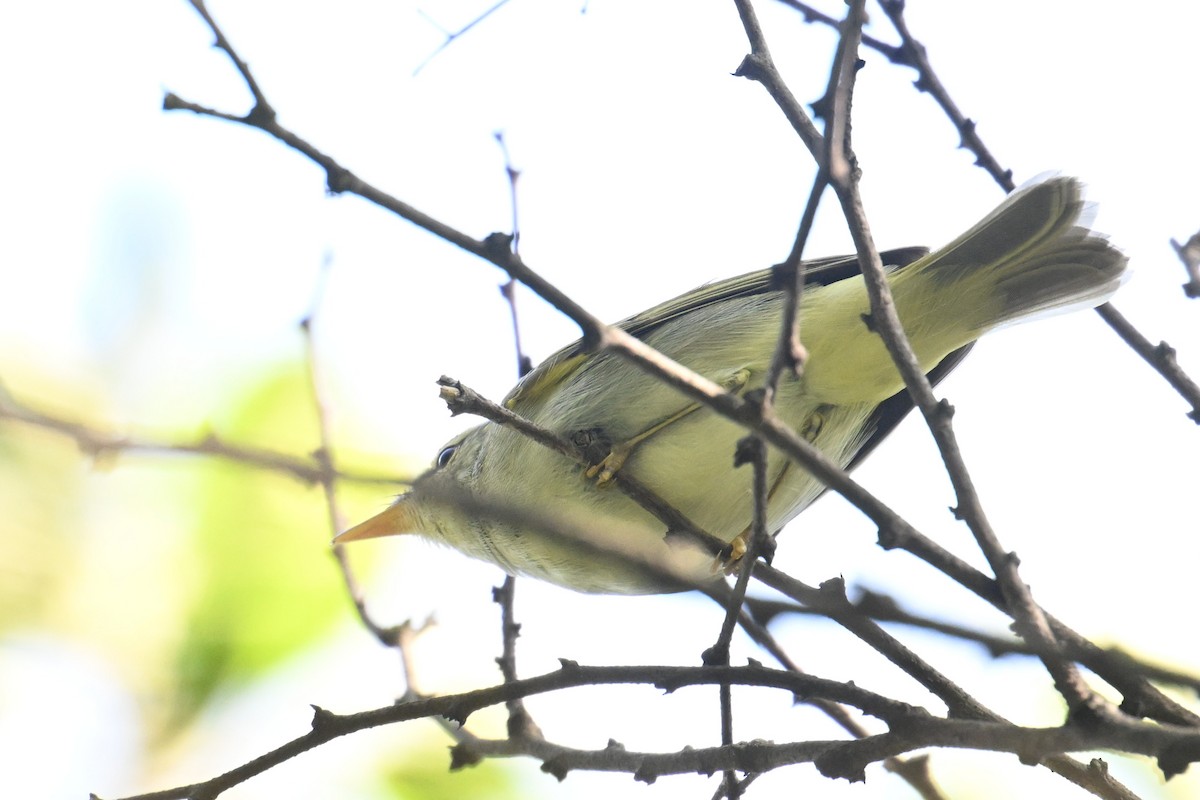 Eastern Crowned Warbler - ML642379007