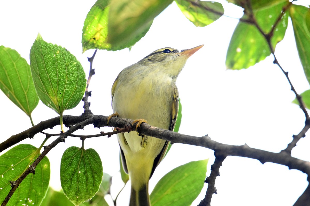 Eastern Crowned Warbler - ML642379008