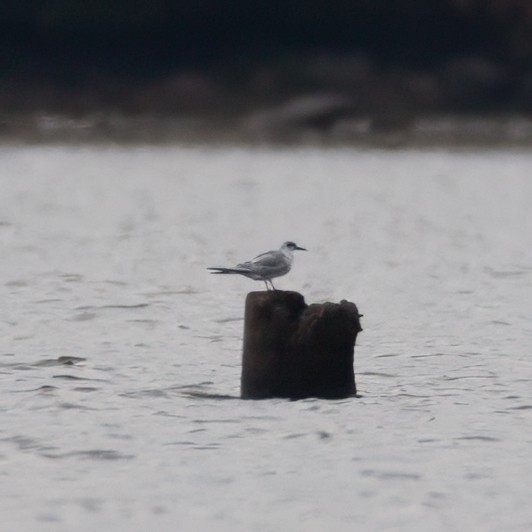 Forster's Tern - ML642379009