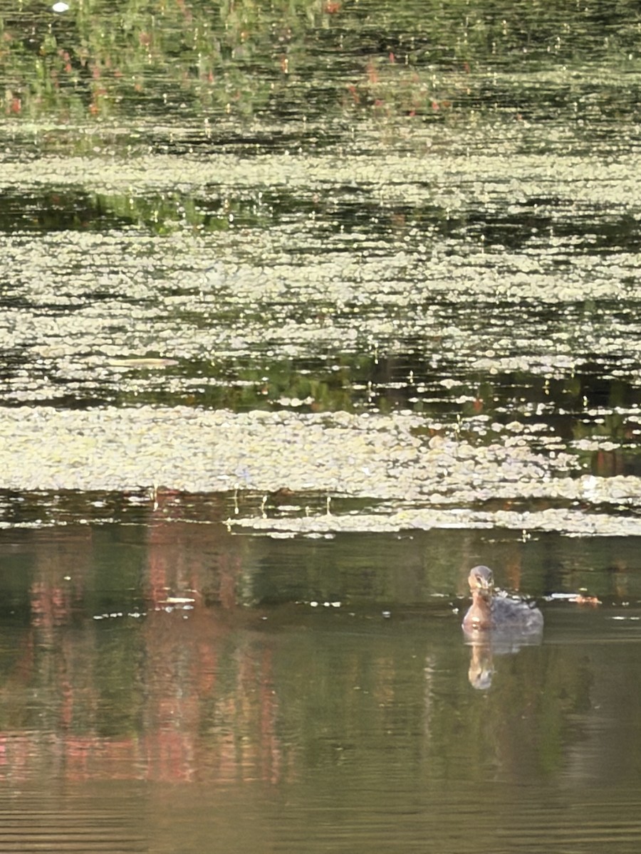 Pied-billed Grebe - ML642379016