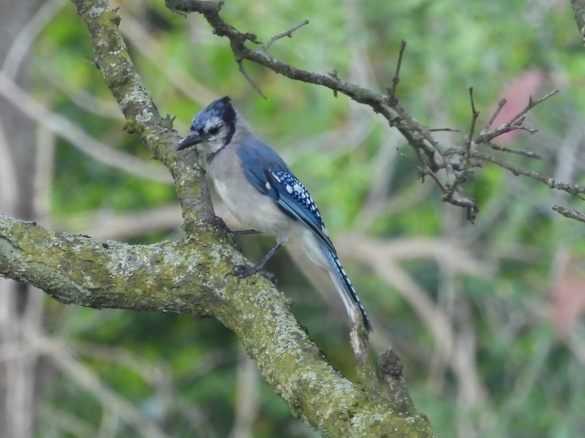 Blue Jay - ML642379017