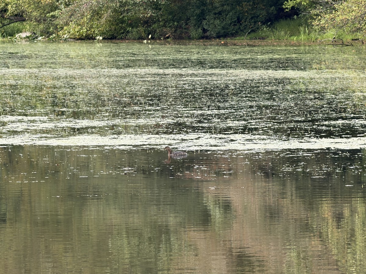 Pied-billed Grebe - ML642379018