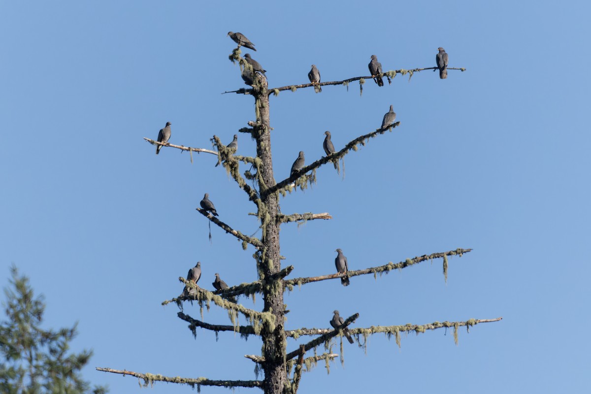 Band-tailed Pigeon - ML642379019