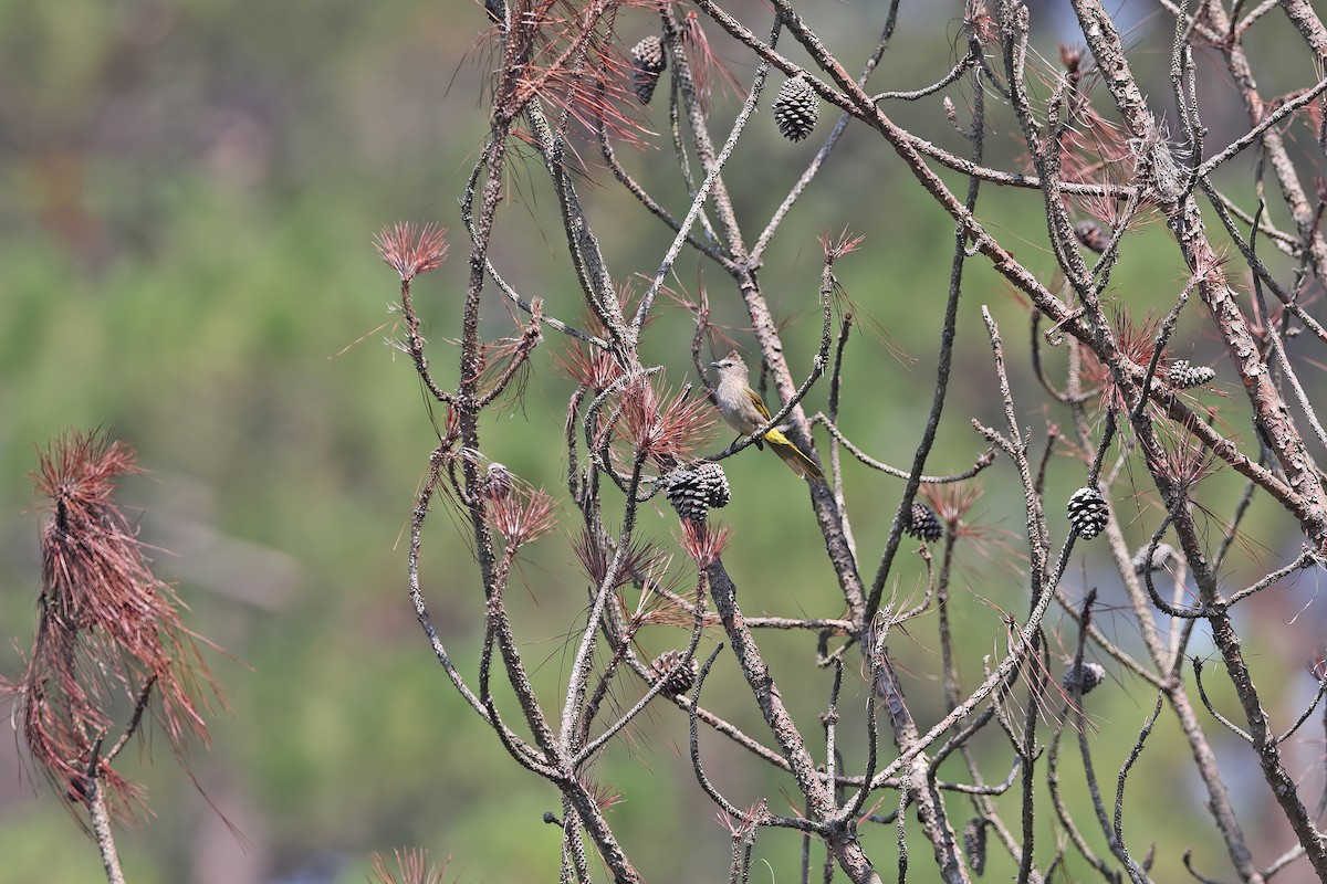 Flavescent Bulbul - ML642379023