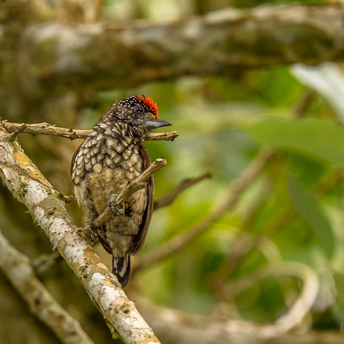 Arrowhead Piculet - ML642379039