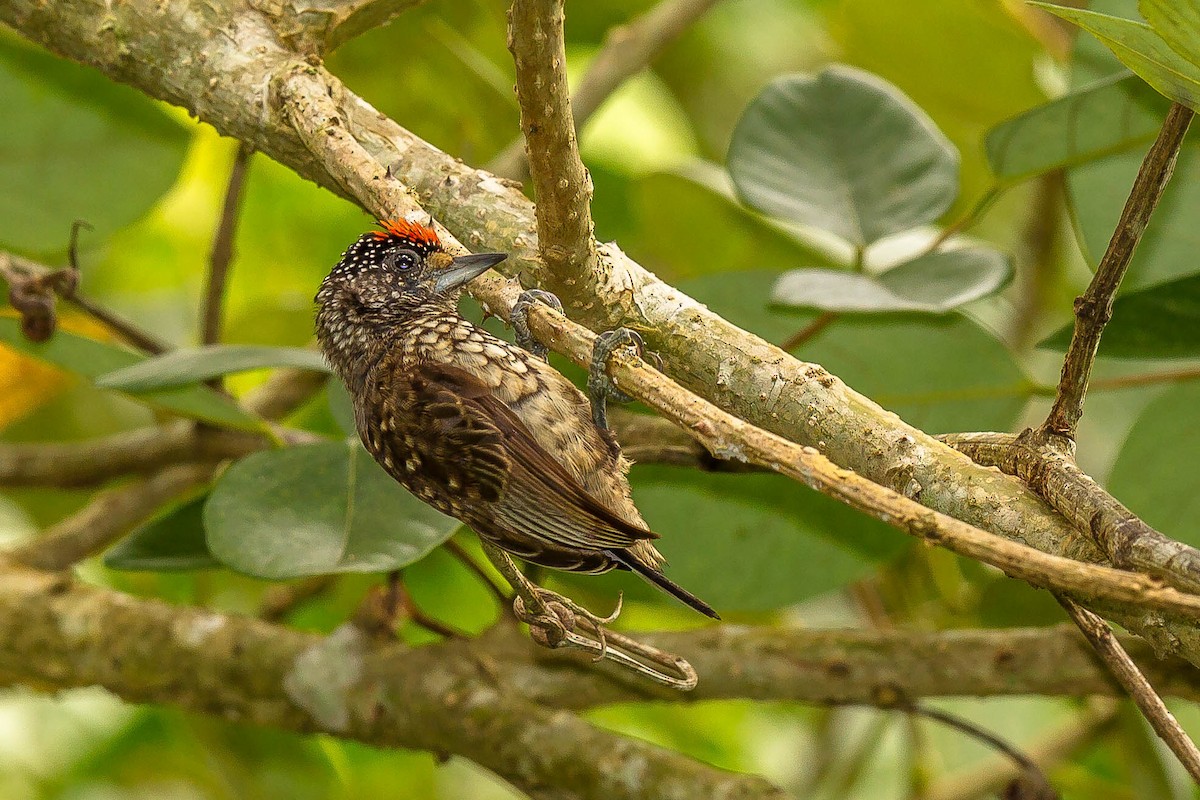 Arrowhead Piculet - ML642379046