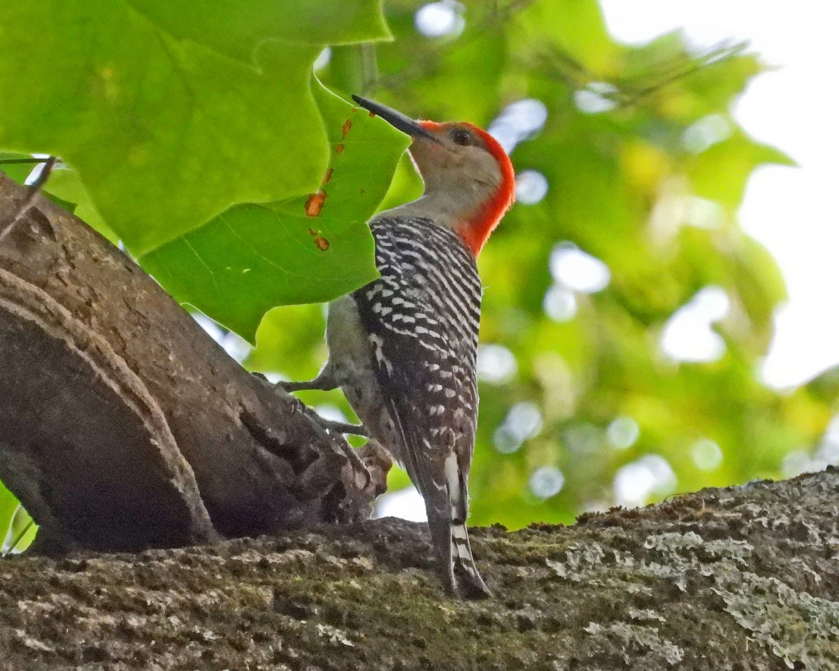 Red-bellied Woodpecker - ML642379047