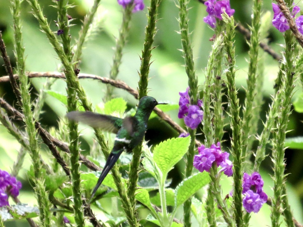 Rabudito Verde - ML642379049