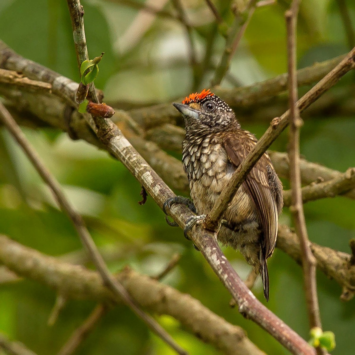 Arrowhead Piculet - ML642379053