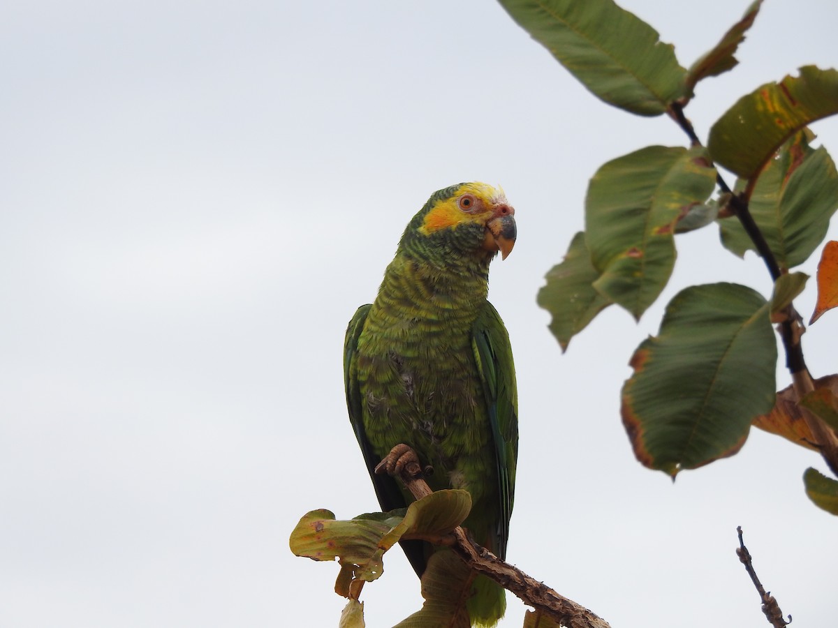 Yellow-faced Parrot - ML642379055