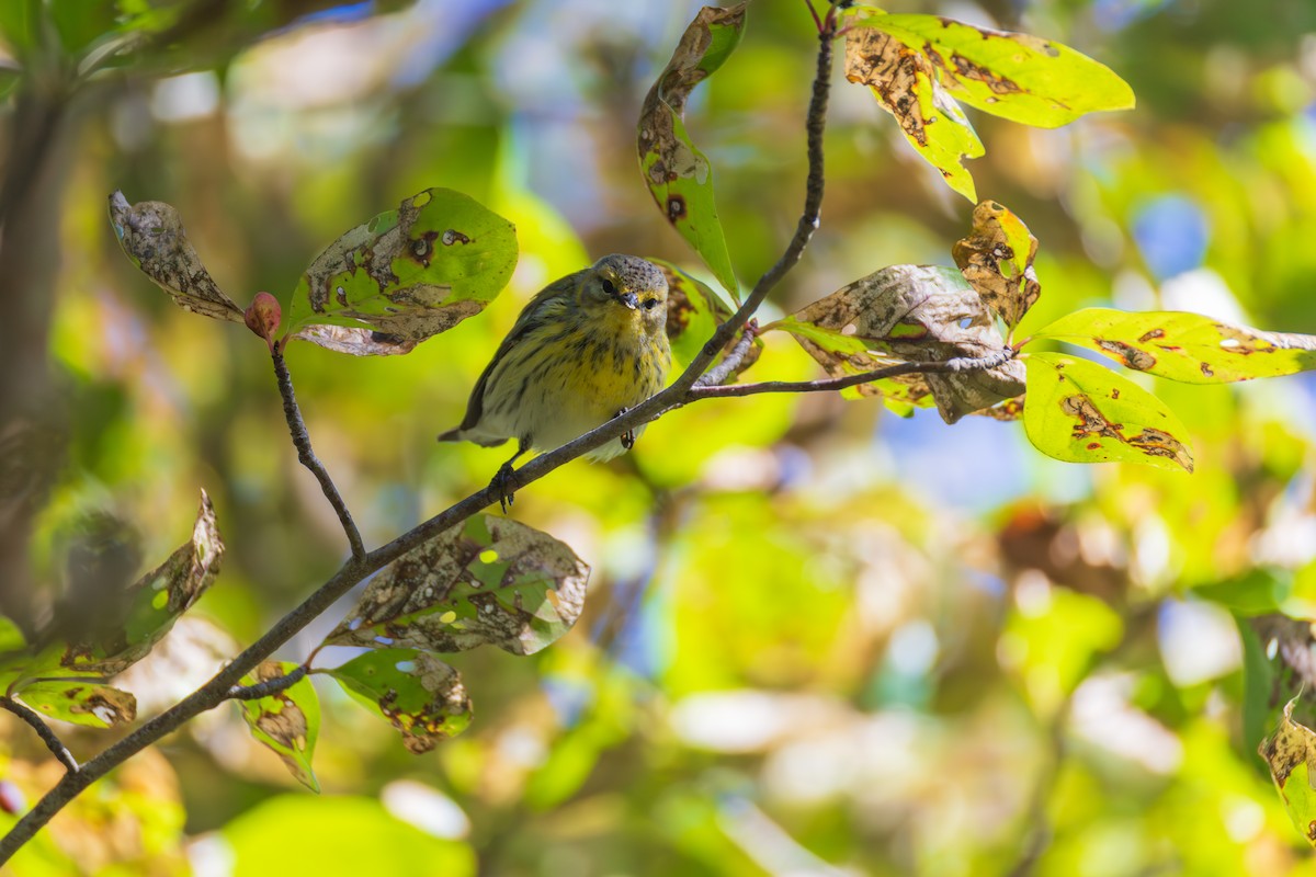 Cape May Warbler - ML642379056