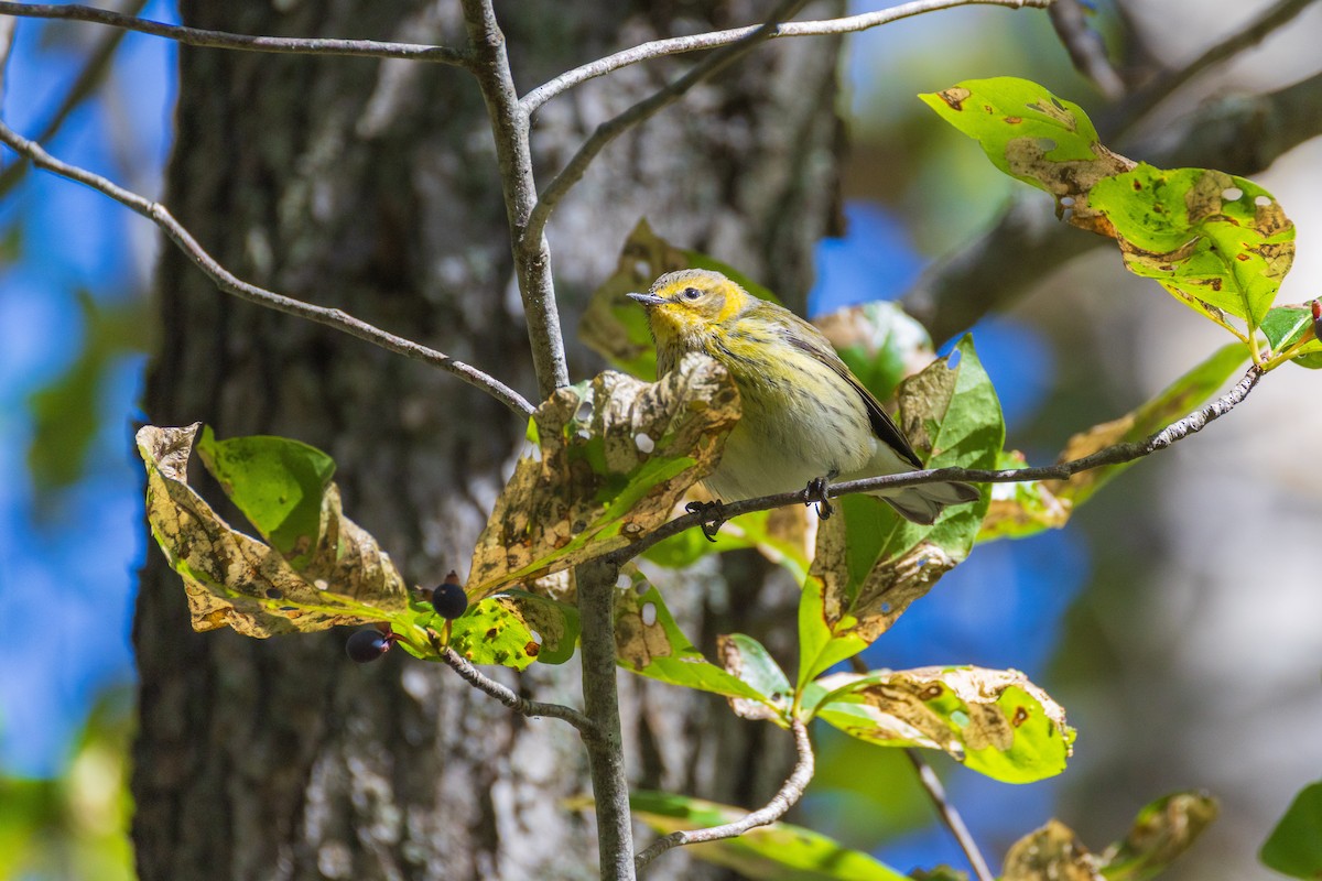 Cape May Warbler - ML642379057