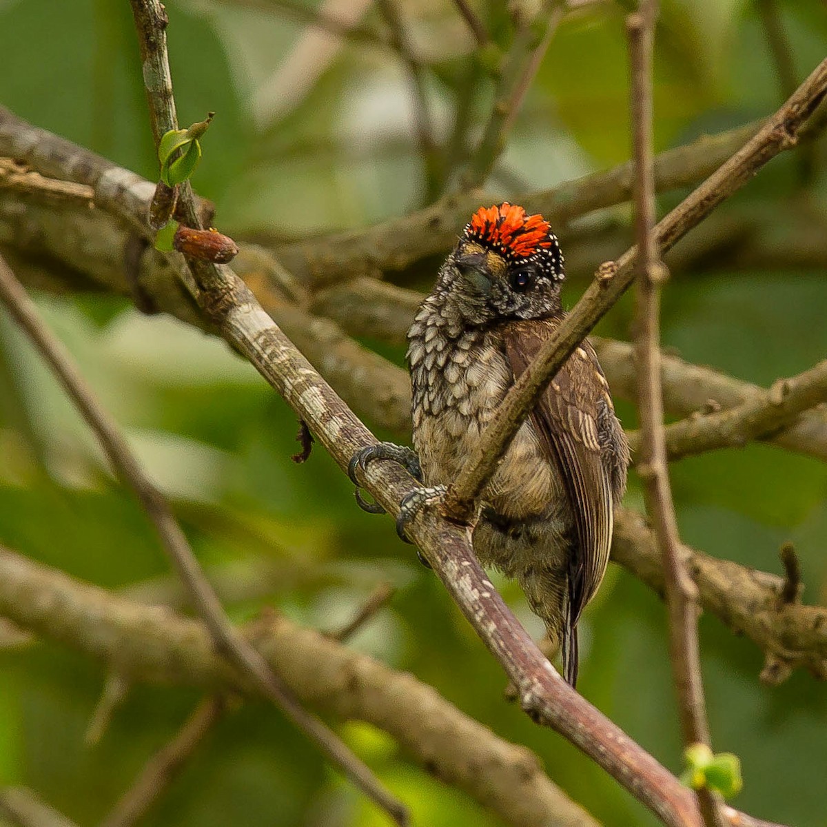 Arrowhead Piculet - ML642379059