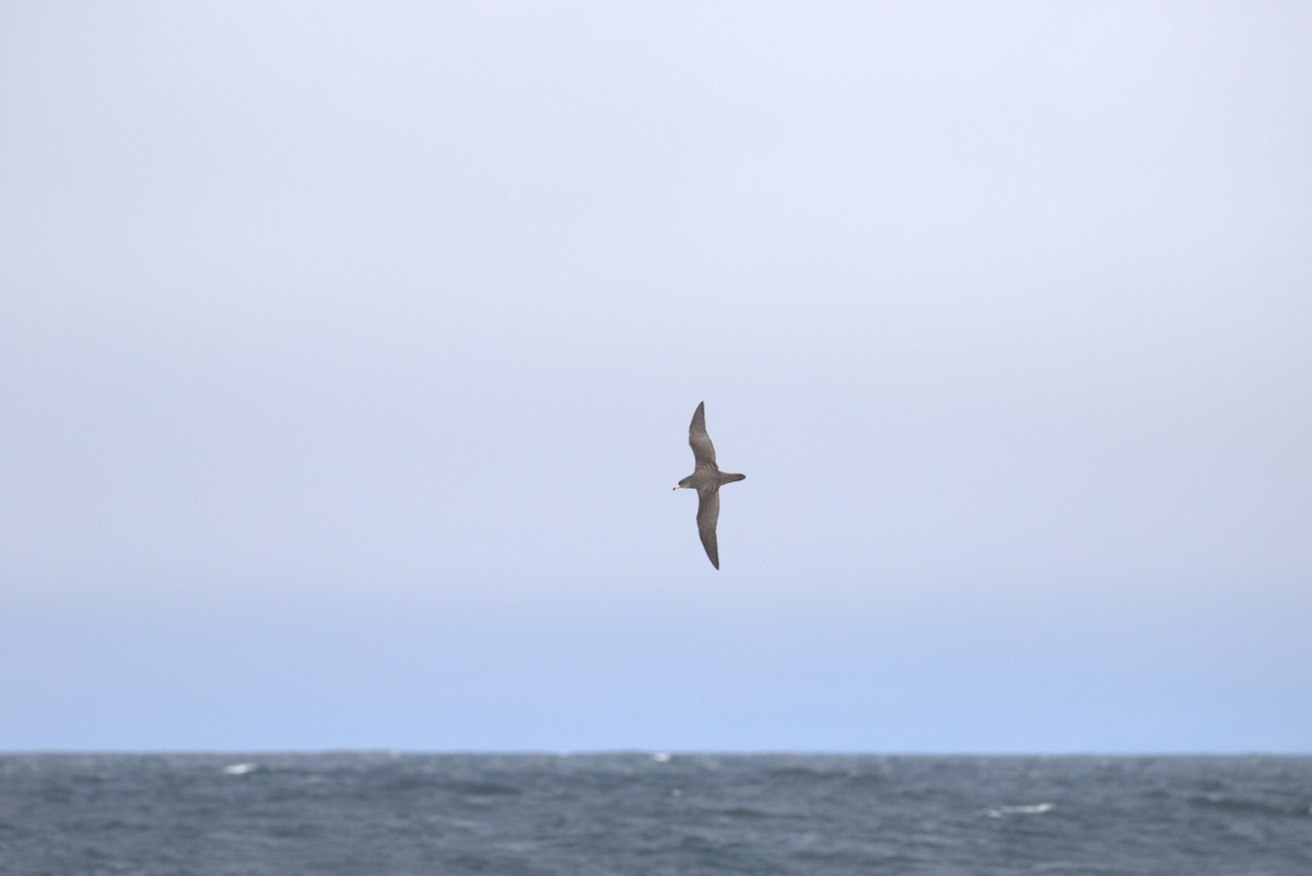 Pink-footed Shearwater - ML642379060