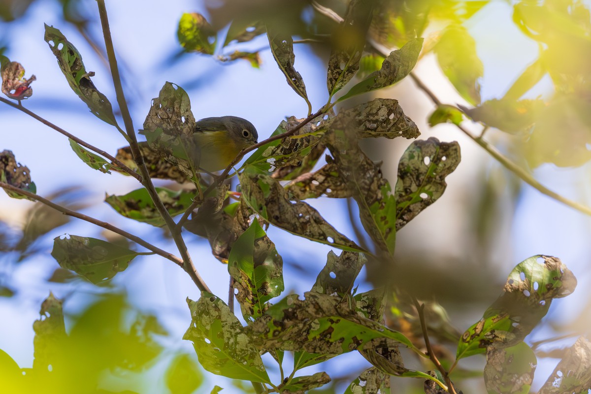 Nashville Warbler - ML642379061