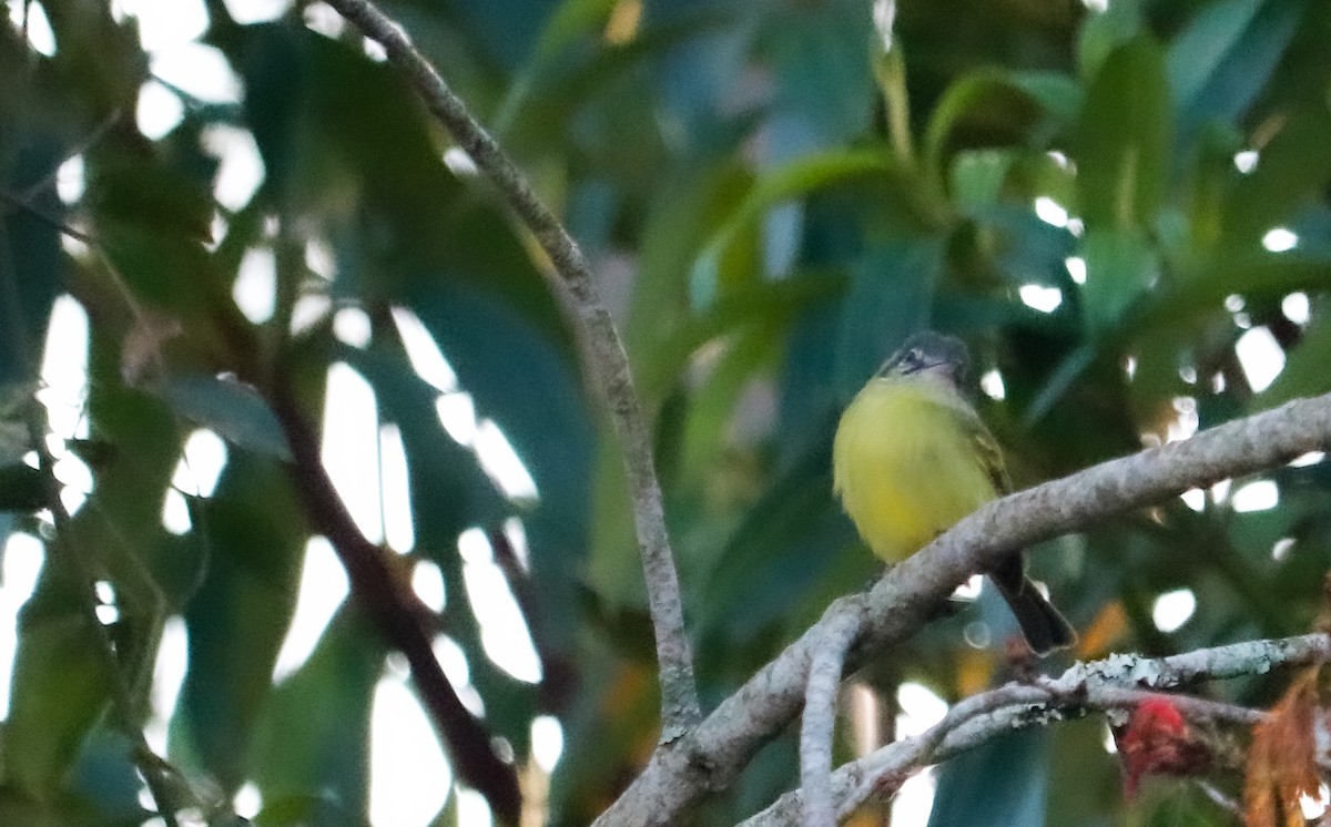 Yellow-olive Flatbill - ML642379065