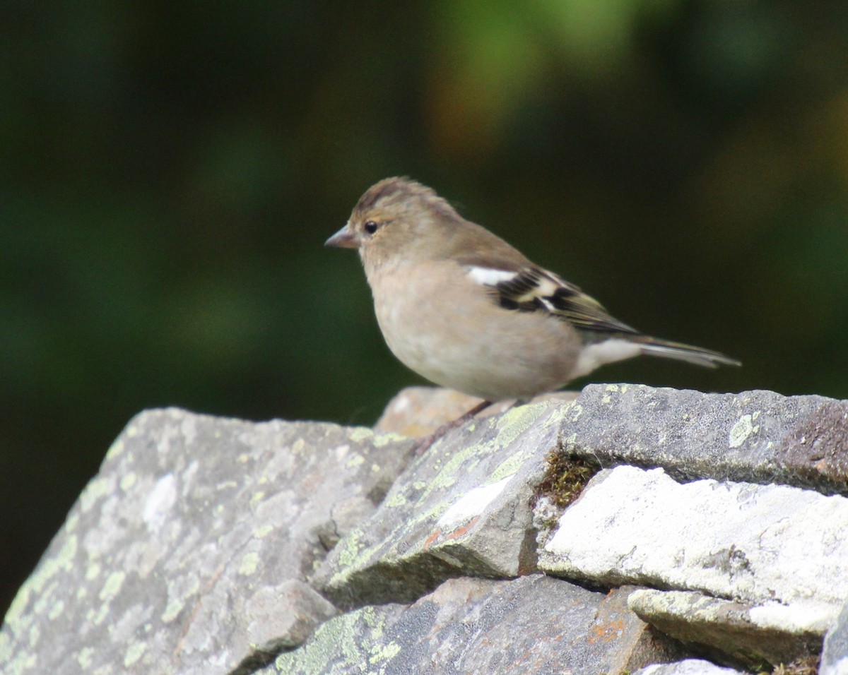 Common Chaffinch - ML642379067
