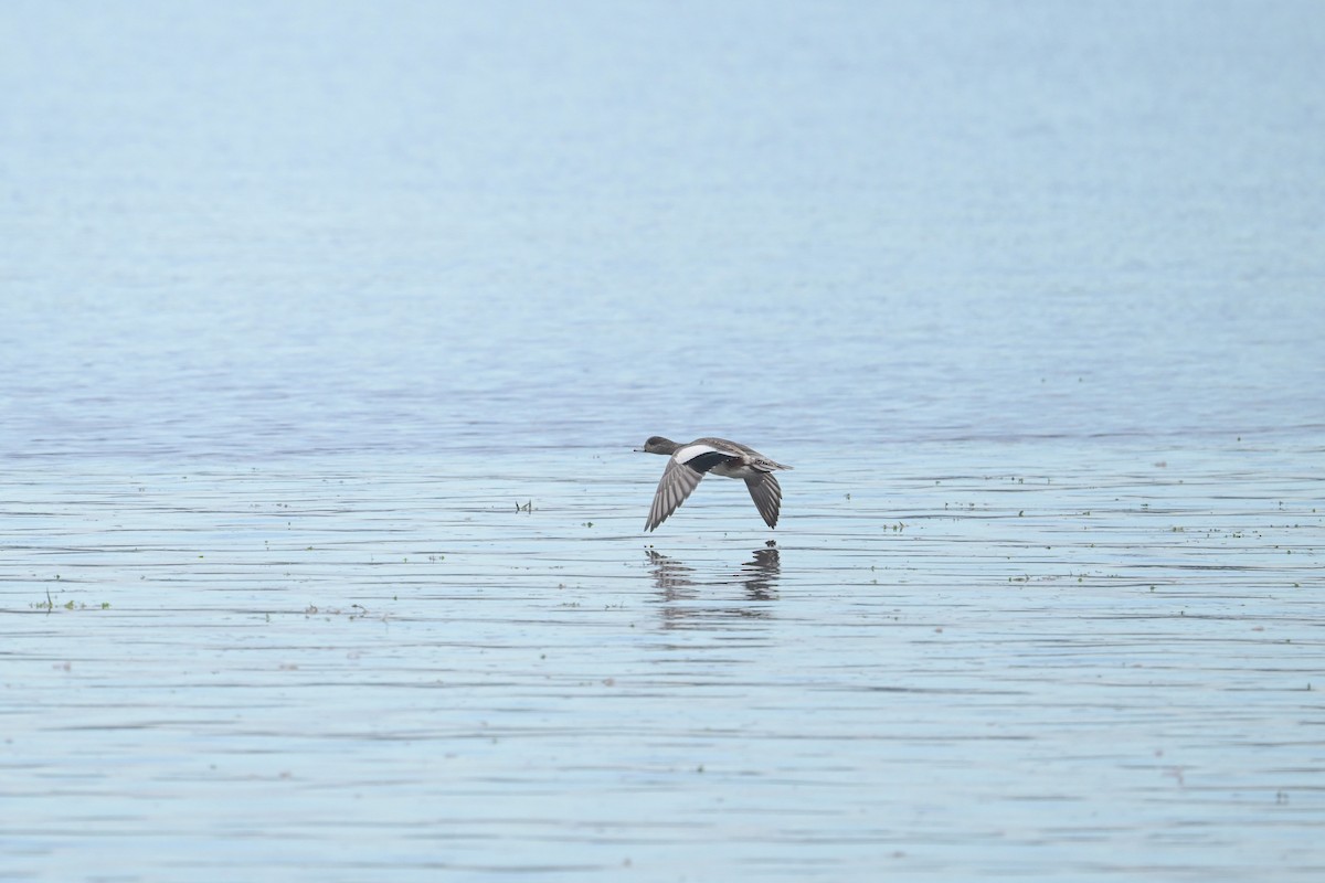 American Wigeon - ML642379069