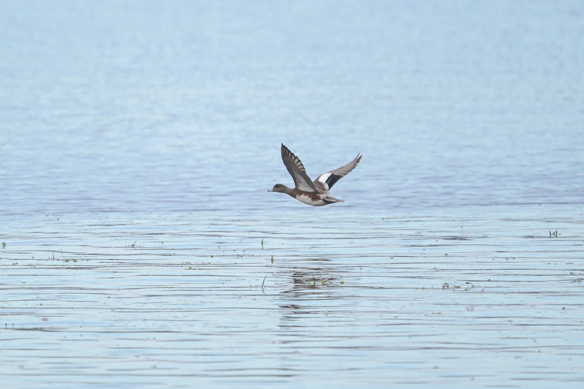 American Wigeon - ML642379071