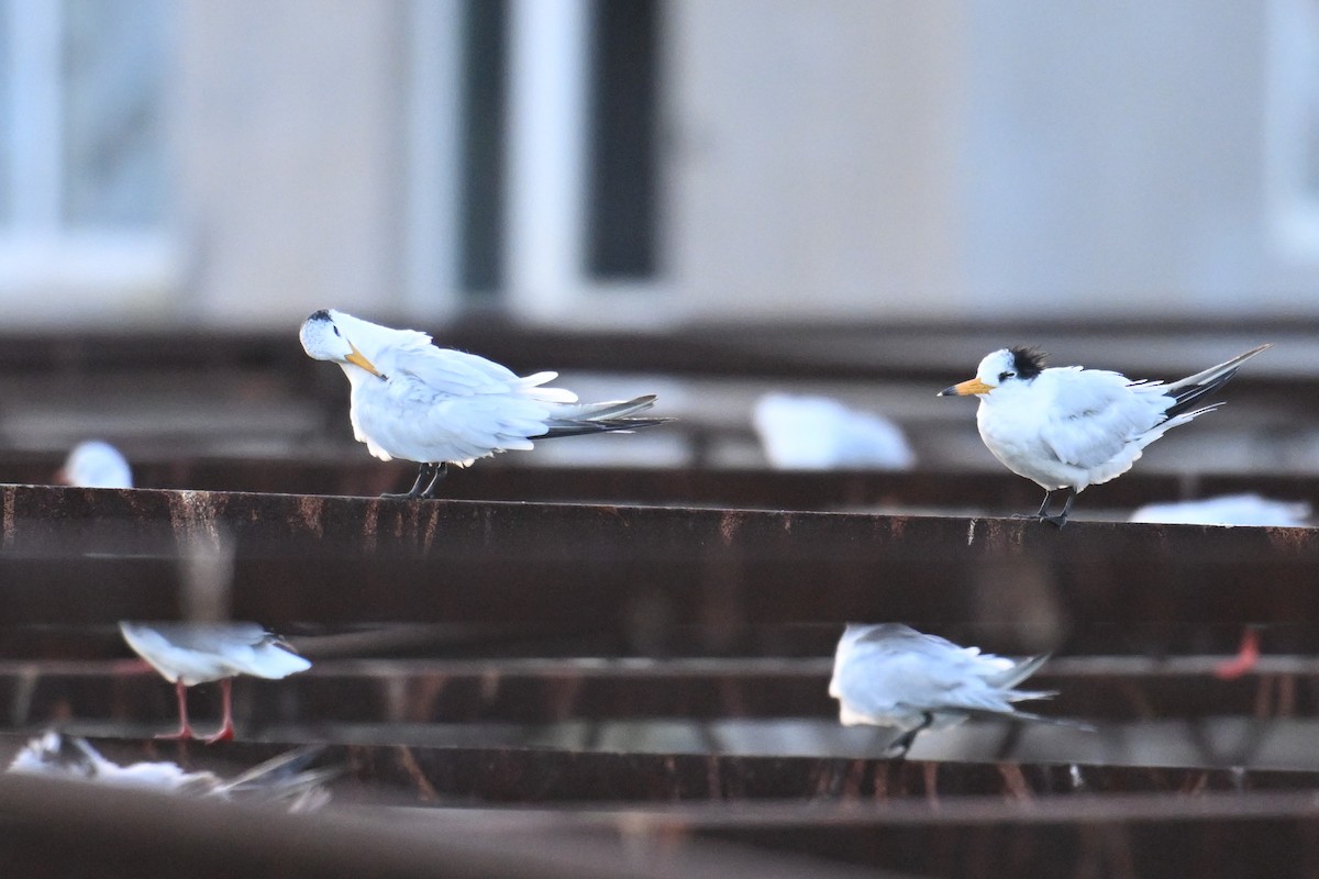 Chinese Crested Tern - ML642379073