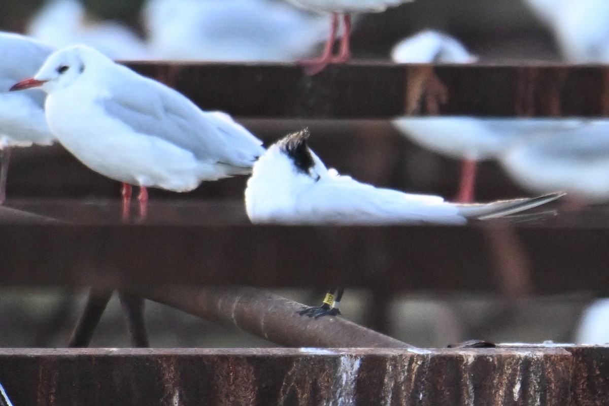 Chinese Crested Tern - ML642379074