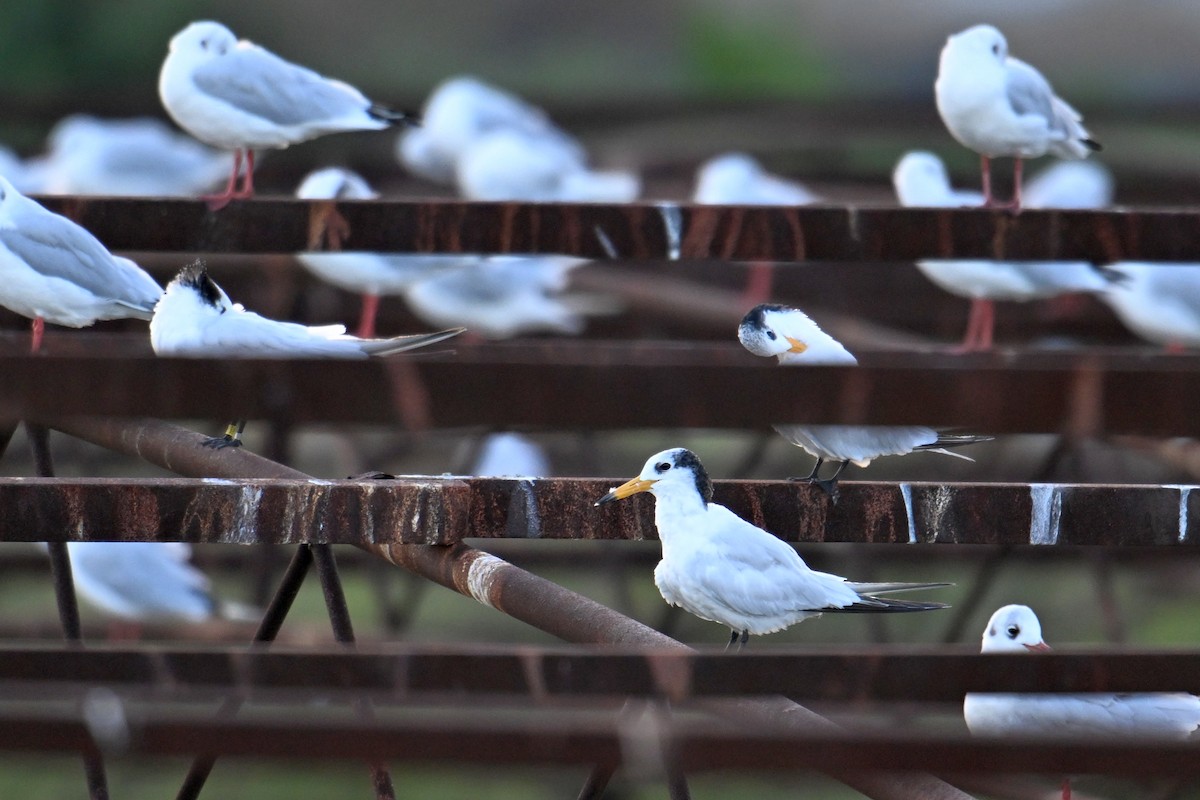 Chinese Crested Tern - ML642379075
