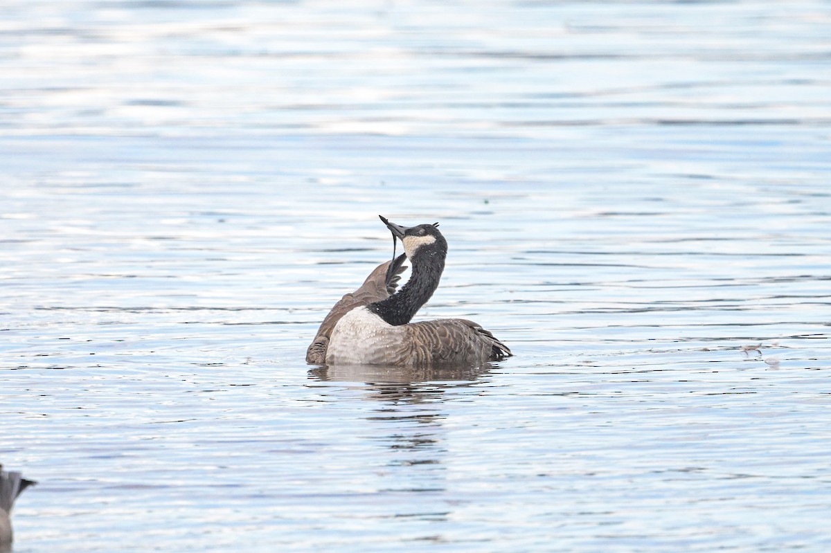 Canada Goose - ML642379077