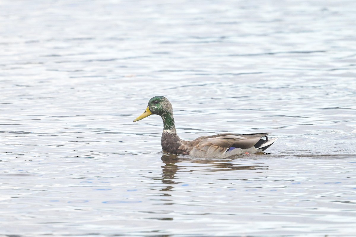 American Black Duck - ML642379080