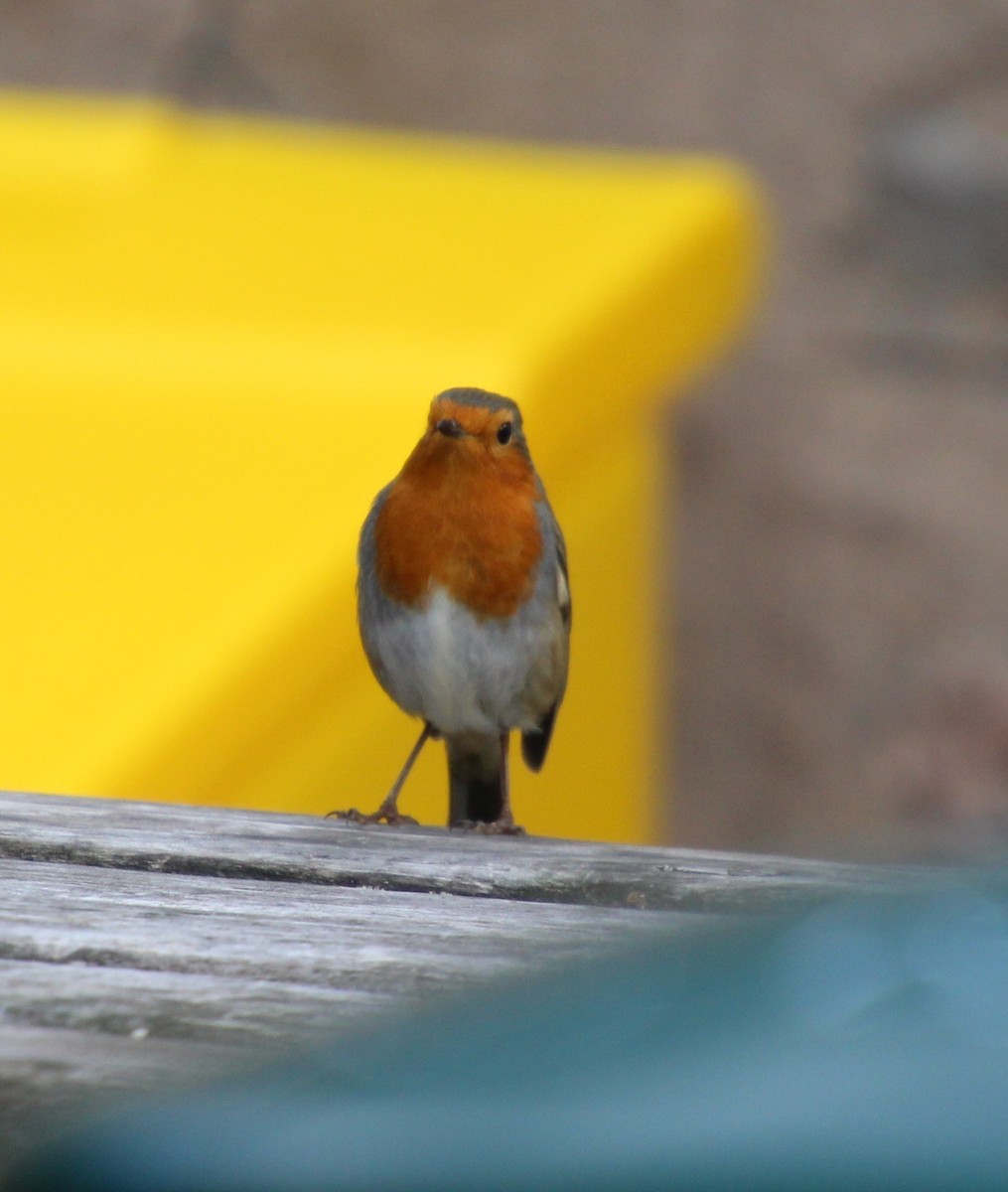 European Robin - ML642379083