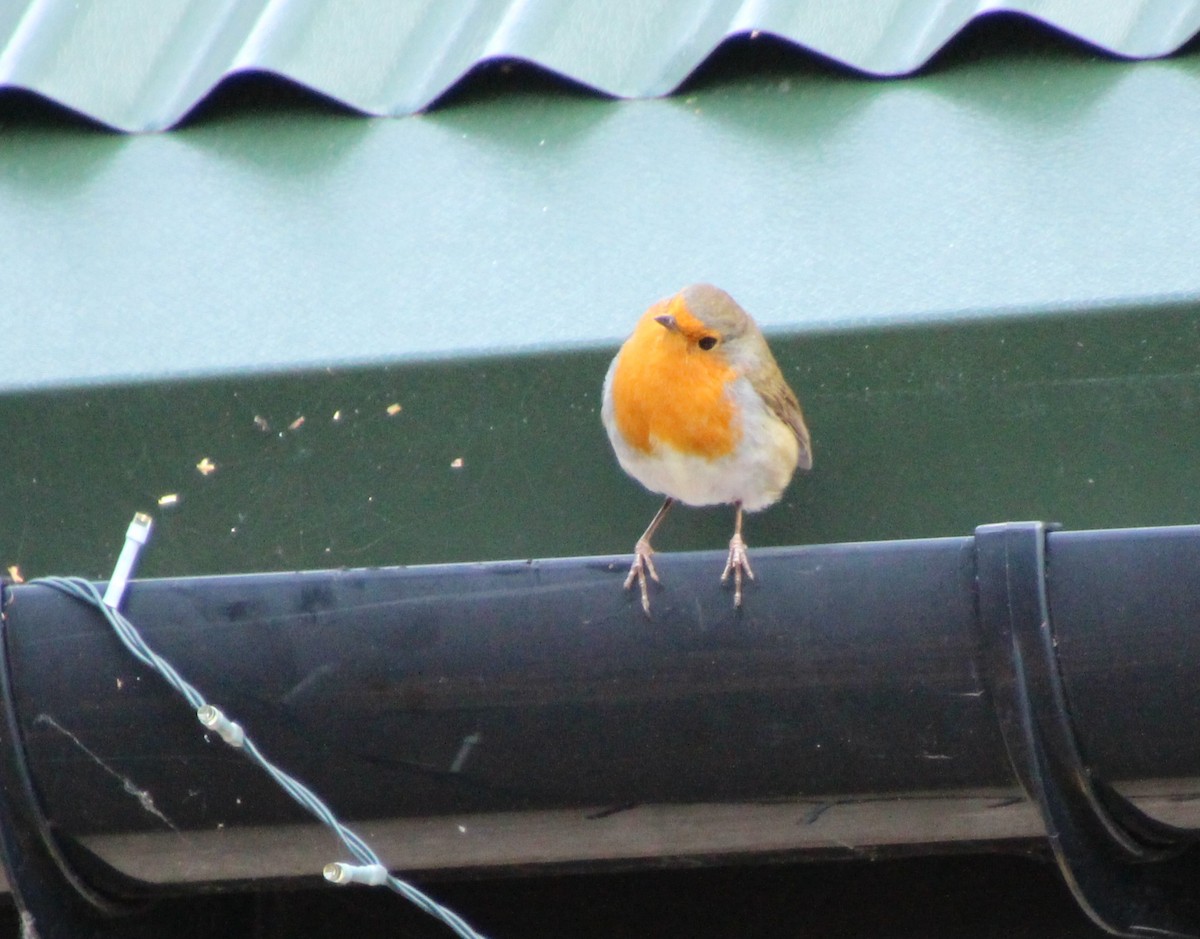 European Robin - ML642379084