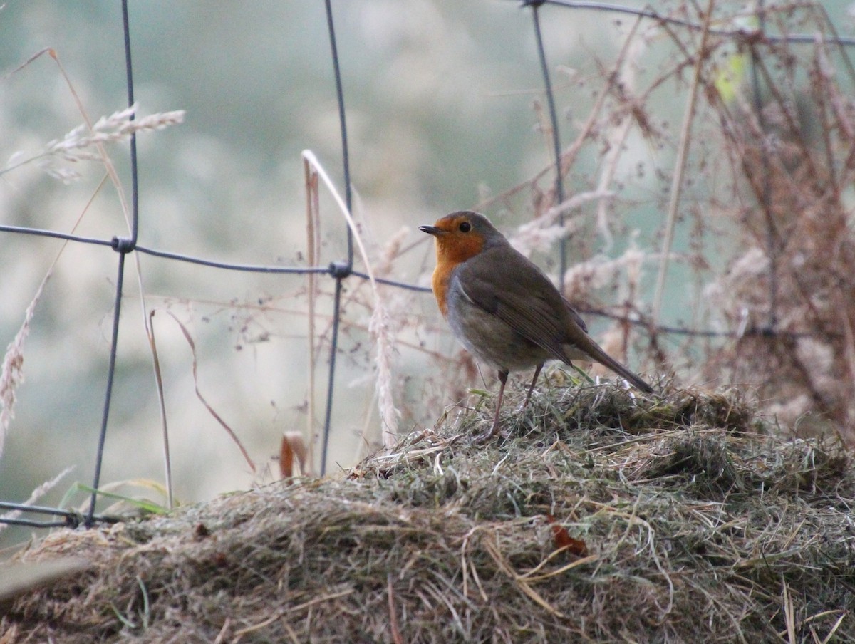 European Robin - ML642379085