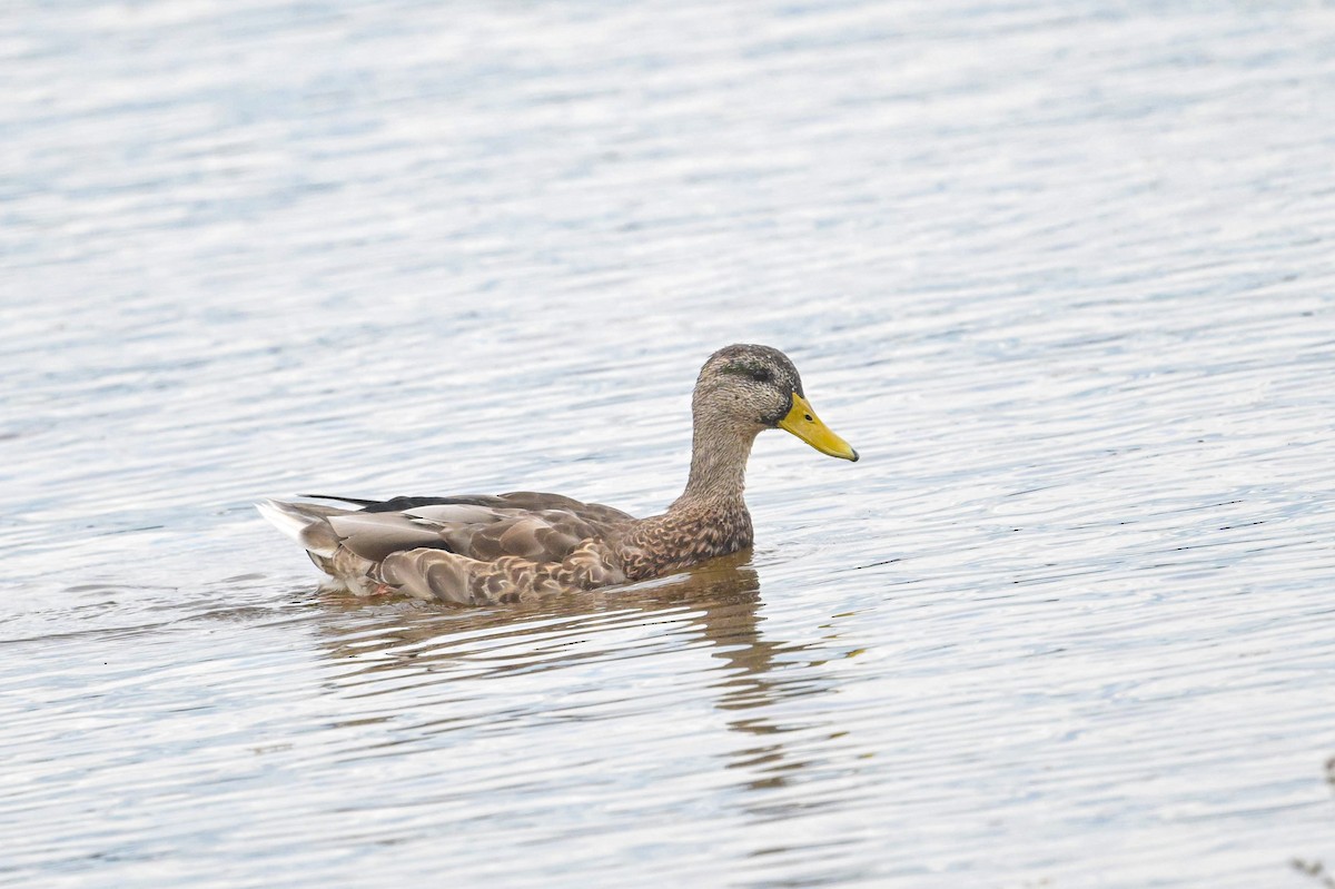 American Black Duck - ML642379086