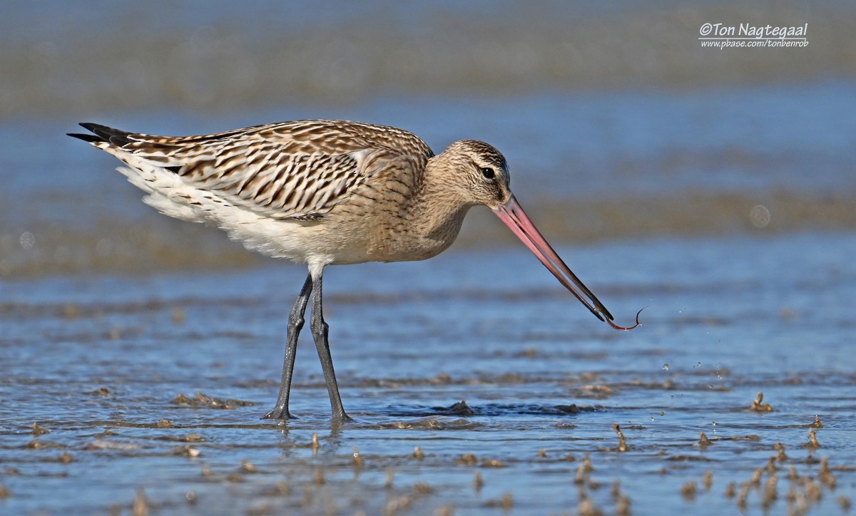 Bar-tailed Godwit - ML642379091