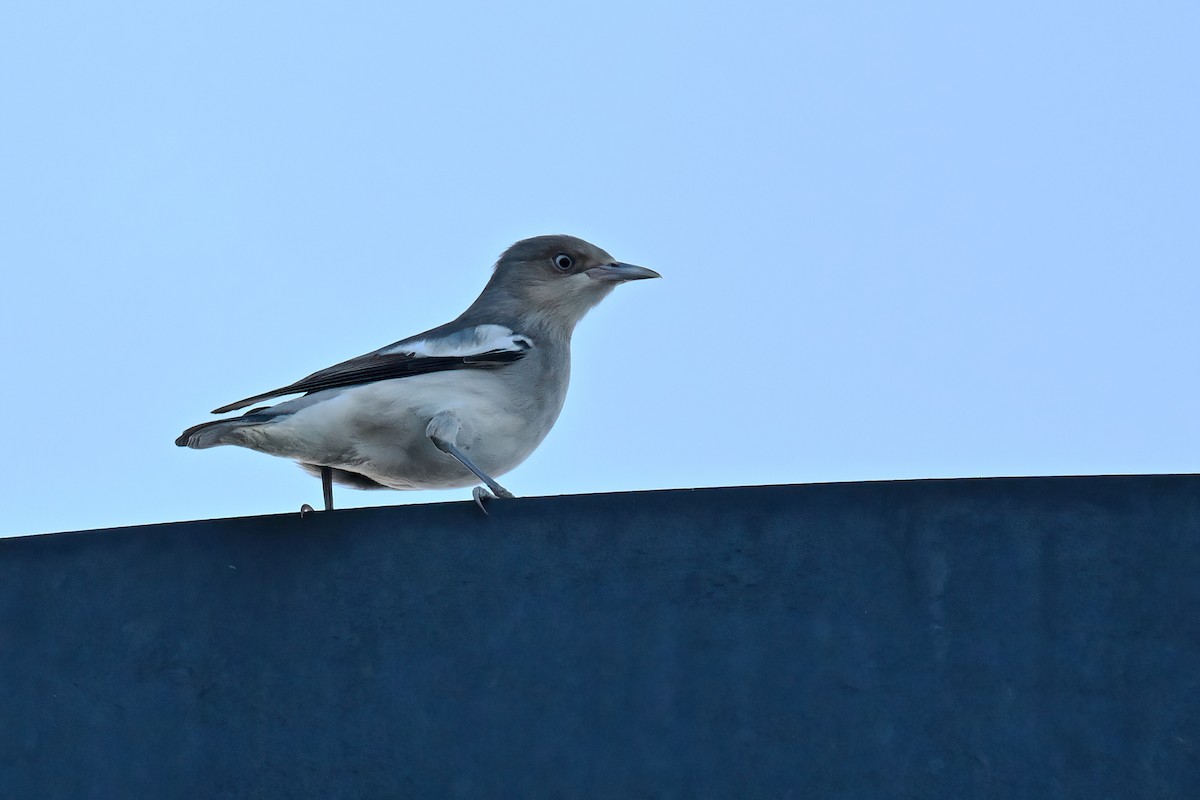 White-shouldered Starling - ML642379095