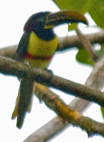 Chestnut-eared Aracari - ML642379108
