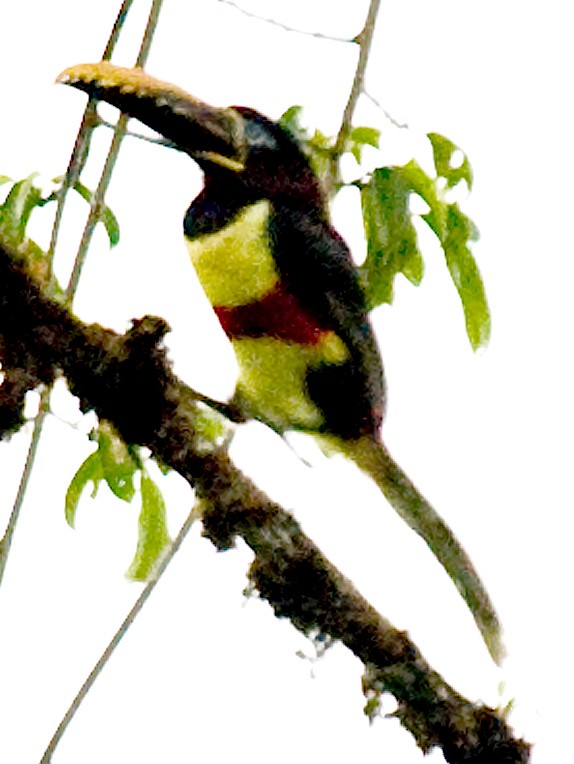 Chestnut-eared Aracari - ML642379109
