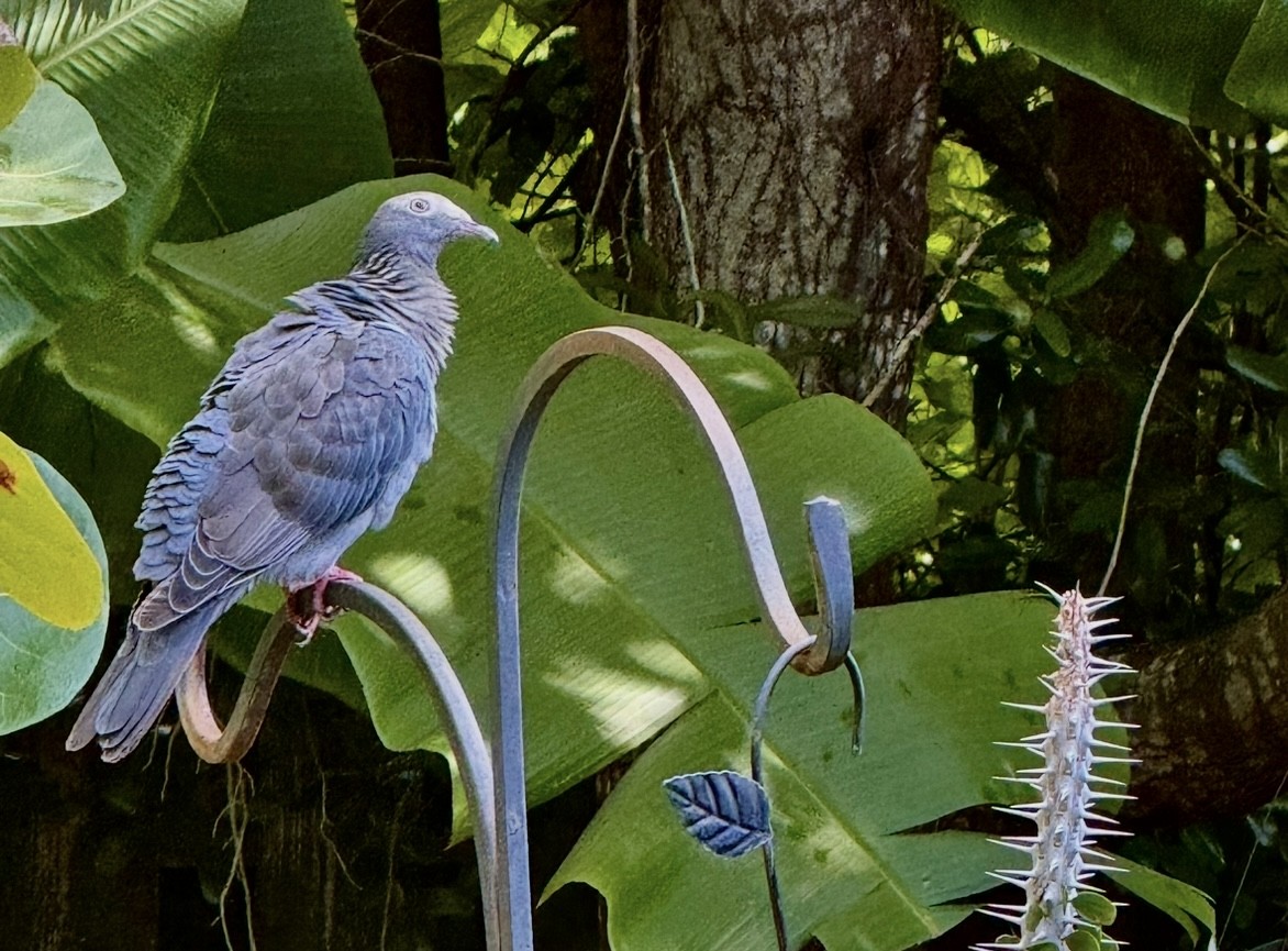 White-crowned Pigeon - ML642379111