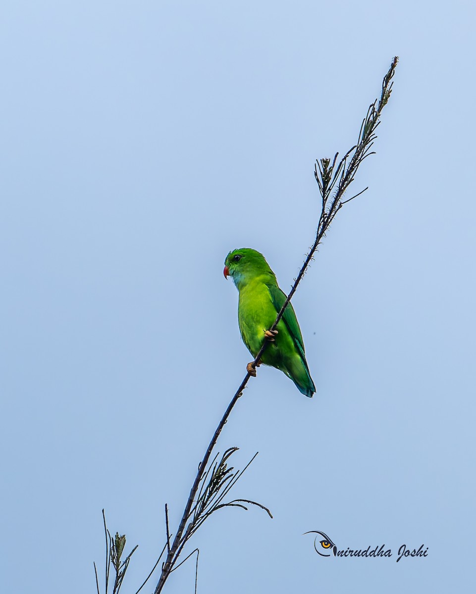 Vernal Hanging-Parrot - ML642379114