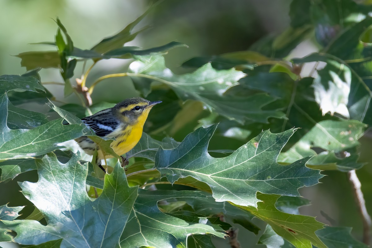Blackburnian Warbler - ML642379115