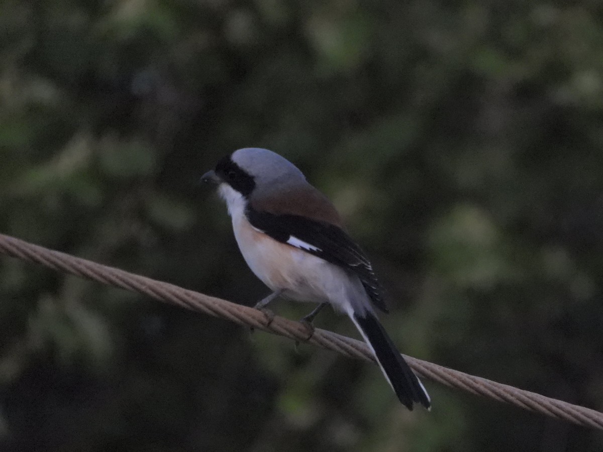 Bay-backed Shrike - ML642379126