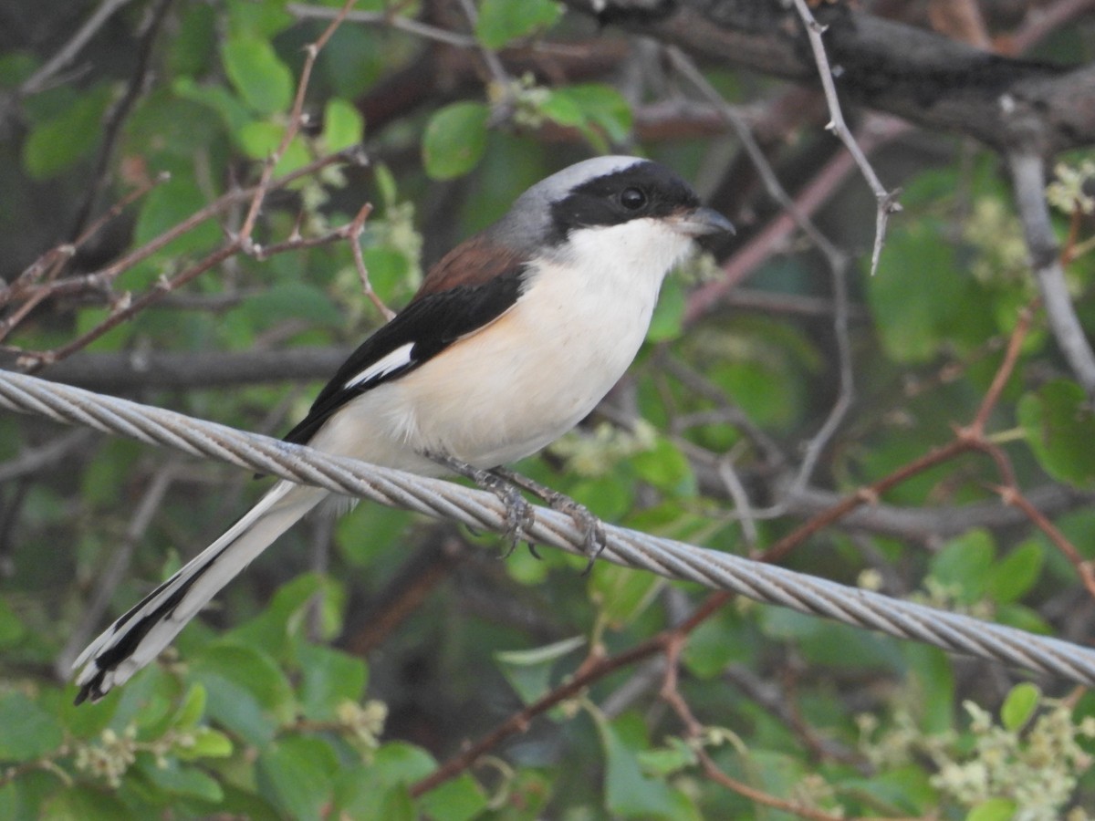 Bay-backed Shrike - ML642379127