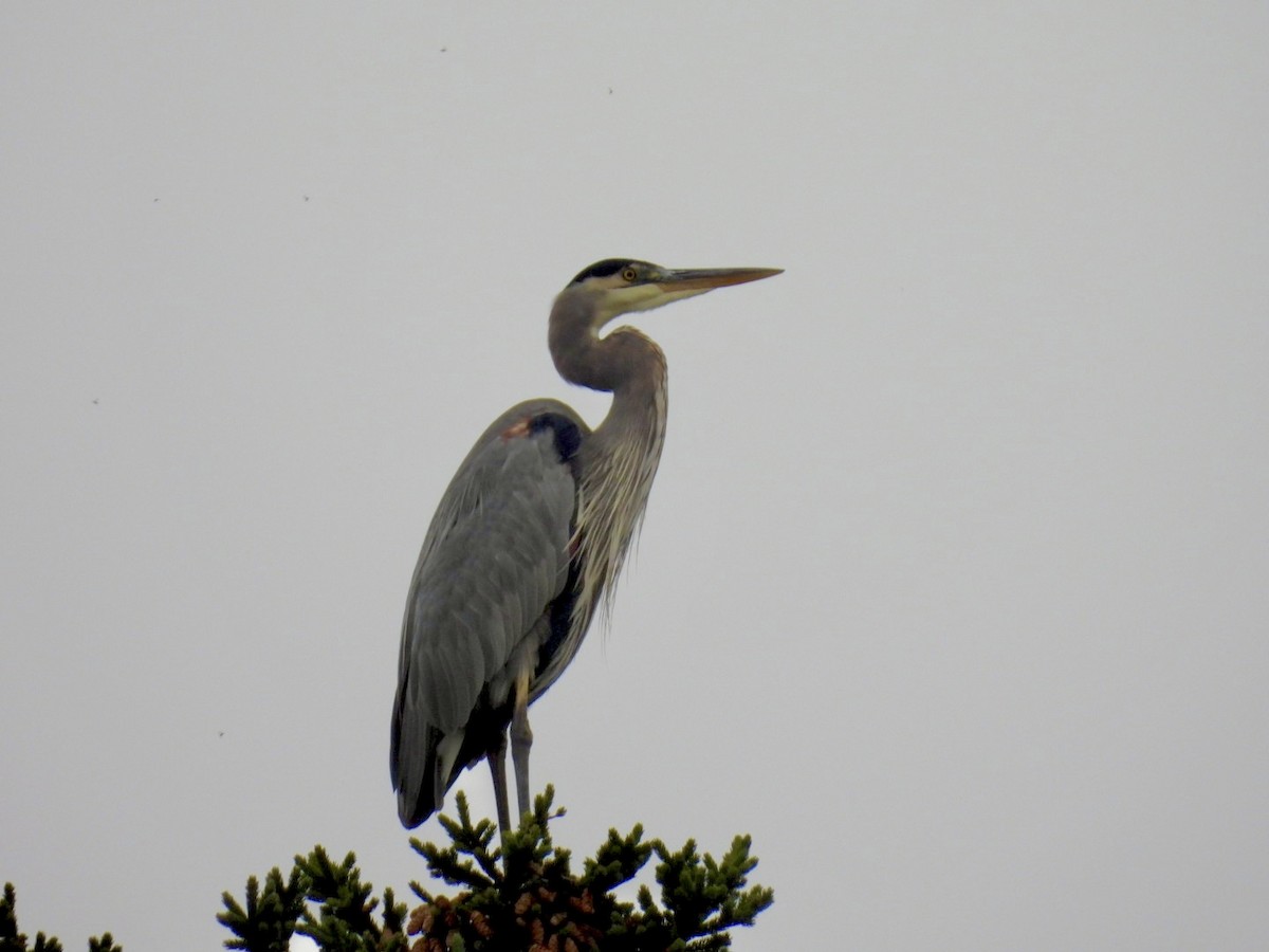 Great Blue Heron - ML642379130