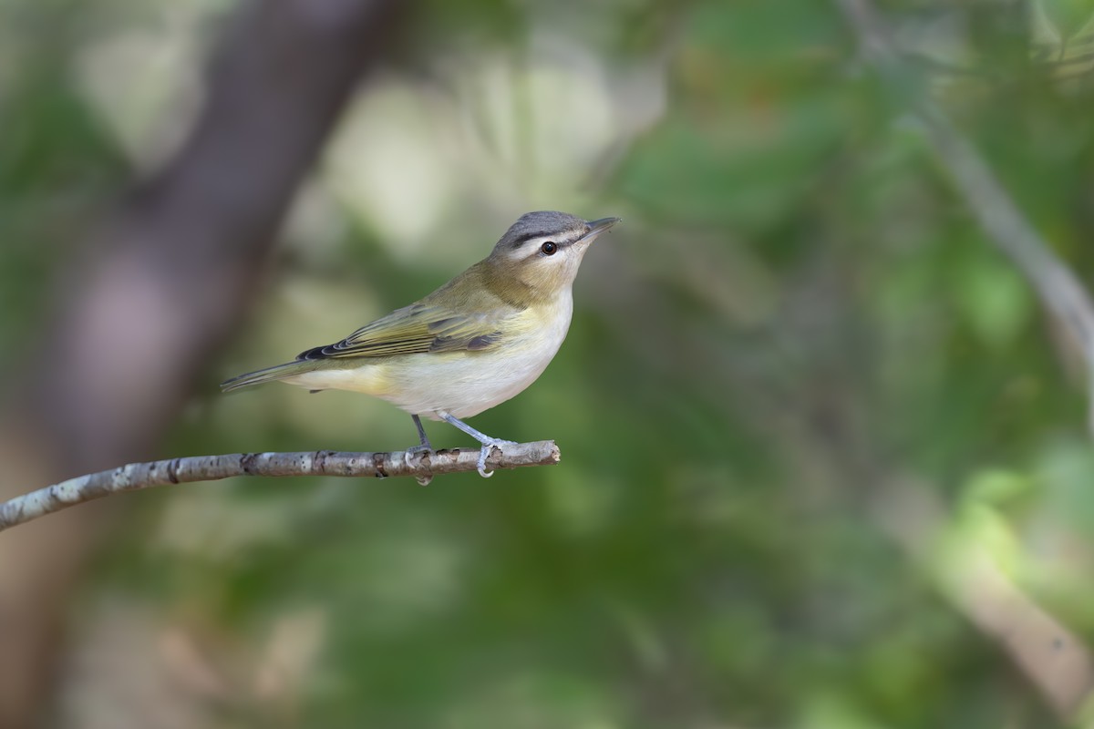 Vireo occhirossi - ML642379136