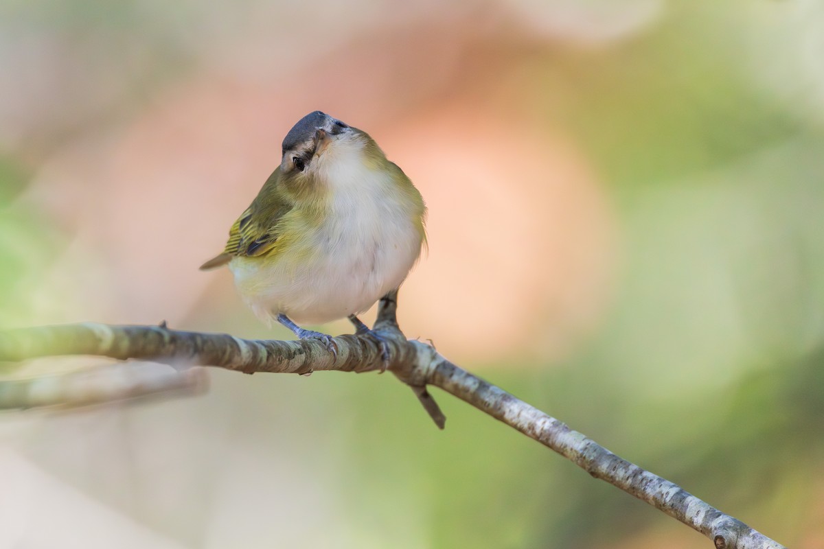 Vireo occhirossi - ML642379137