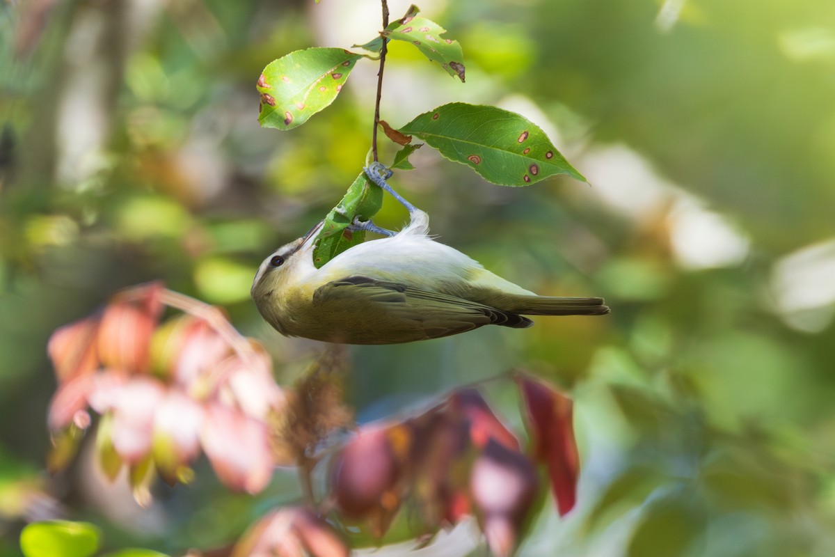 Vireo occhirossi - ML642379138
